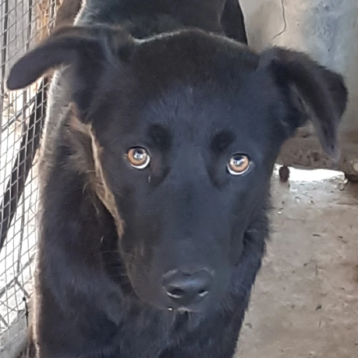 Negró